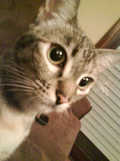 Zugui